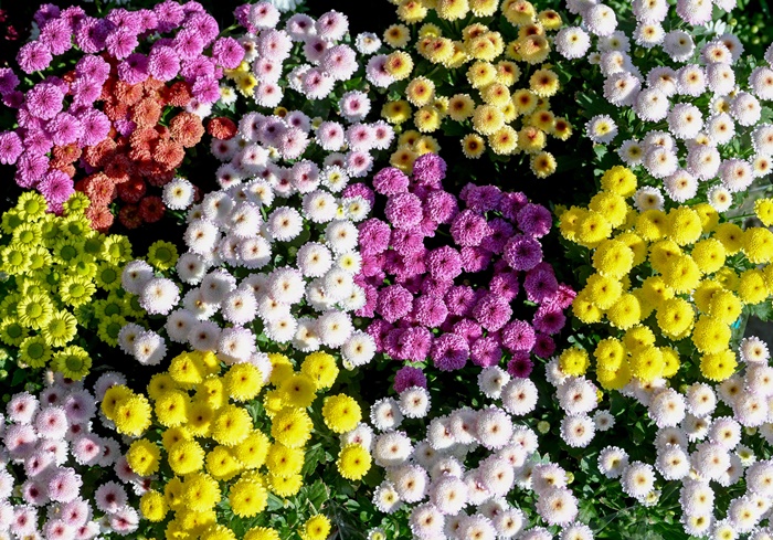 �÷θ���Ʈ ����